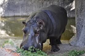 hipopótamo
