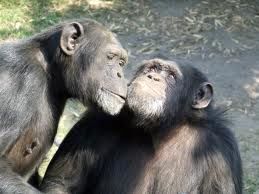 amor entre monos